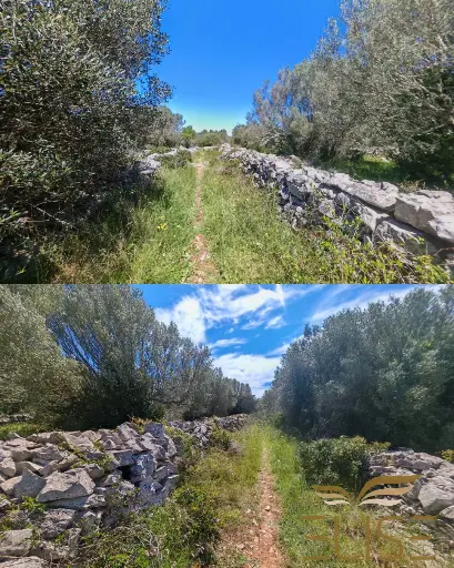 SCENIC OLIVE GROVE NEAR VELA LUKA 3100m2 - 90.000€
