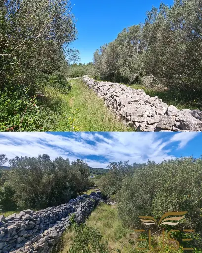 SCENIC OLIVE GROVE NEAR VELA LUKA 3100m2 - 90.000€