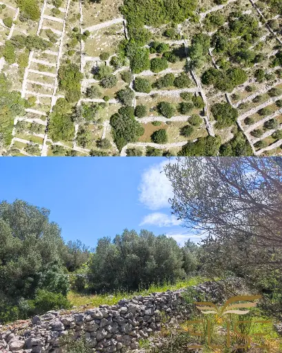 SCENIC OLIVE GROVE NEAR VELA LUKA 3100m2 - 90.000€