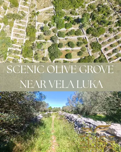 SCENIC OLIVE GROVE NEAR VELA LUKA 3100m2 - 90.000€